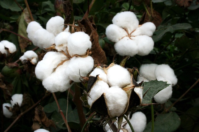 cotton, bt cotton, gmo, nature, biotech cotton, gm crops, plants, india, agriculture, highyielding, insect resistant, farming, genetically modified cotton, gm cotton, genetic engineering, genetically engineered cotton